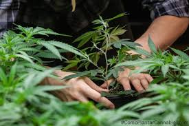 Resultado de imagem para planta cannabis