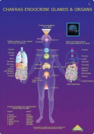 Chakras And Organs In The Human Body Kea0