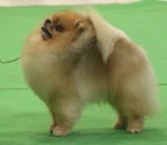 show quality pomeranian puppies for
