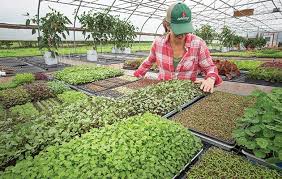 Year Round Microgreens Production For Profit Johnnys