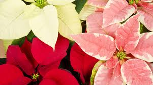 Care for Poinsettia Flowers Plants
