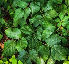 poison ivy poison oak