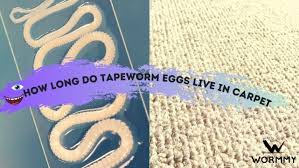 tapeworm eggs live in carpet