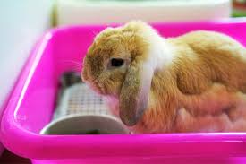 What S The Best Bedding For Rabbits Do