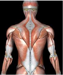 We hope this picture anatomy of back muscles diagram can help you study and research. Superficial Back Muscle Diagrams Diagram Quizlet