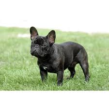 New and used items, cars, real estate, jobs, services, vacation rentals and more virtually anywhere in canada. French Bulldog Dog Breeds Dog Com