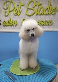 poodle puppies near me jelena dogshows