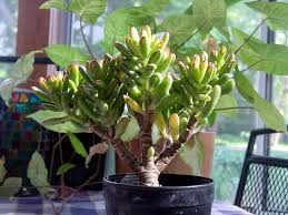 If you notice excess water, be sure to empty it from the saucer. Common Problems With Jade Plants Sunday Gardener