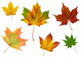 diverse vector maple leaves stock