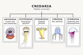 The Five Classes Of Cnidarians Jellyfish Colorful