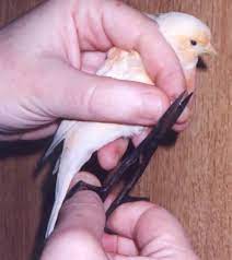 how to cut canary nails crested canary