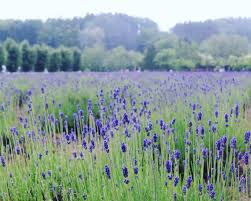 Japan Has The Dreamiest Lavender Fields