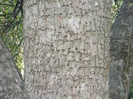 Inspect these trees to determine when they become infested. Borers Of Pines And Other Needle Bearing Evergreens In Landscapes