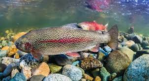 rainbow trout alaska outdoors supersite
