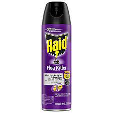 raid flea insect s