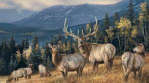 100 elk wallpapers wallpapers com