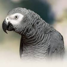 African Grey Parrot Personality Food Care Pet Birds By
