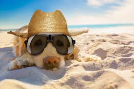 Dog days of summer: UGA vet's safety tips - UGA Today