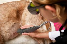 The Light Fantastic Laser Therapy for Pets  Dupont Veterinary Clinic   Dupont Veterinary Clinic