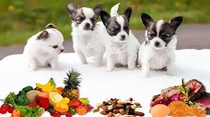 Can dogs eat raspberries regularly? Alert What Foods Can Dogs Eat Safely Check It Out Petmoo