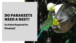 do parakeets need a nest is a nest