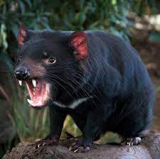Until recently, it was only found on the island state of tasmania. Fun Facts About Tasmanian Devils Tourism Australia