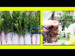 two minute tips juniper propagation
