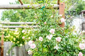 prune climbing roses on a fence