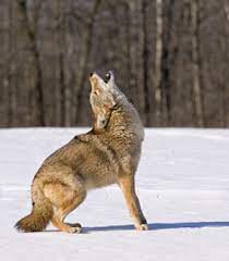 What are the rules and regulations for coyote hunting?