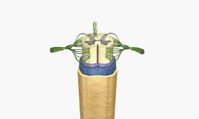 Rdzeń kręgowy to odcinek ośrodkowego układu nerwowego kręgosłupa, który ma długość 45 cm i szerokość 1 cm. Rdzen Kregowy Czesc Osrodkowego Ukladu Nerwowego Poradnikzdrowie Pl