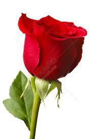 Single Rose Images Hd Pictures For