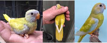 World First Scarlet Chested Parrot Mutation For Australia