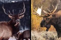 What meat is better moose or elk?