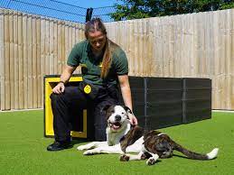 Work For Us Dogs Trust