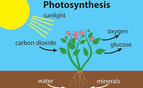 nutrition in plants chapter 1 science