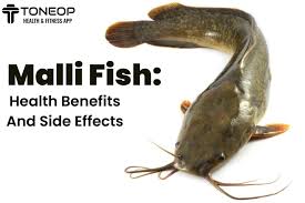 malli fish health benefits and side