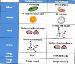 photosynthesis vs cellular respiration