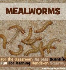 Mealworms As Pets Everything You Need