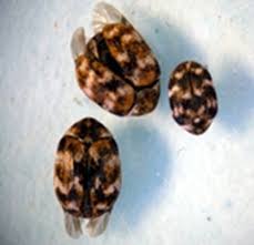 varied carpet beetles are stirring