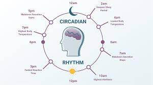 circadian rhythm what is it and how