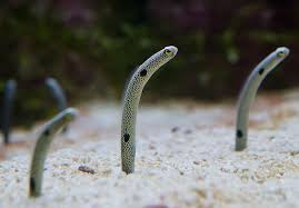 spotted garden eel heteroconger hi