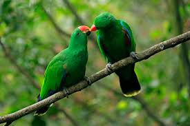 green parrots sitting on branch kissing