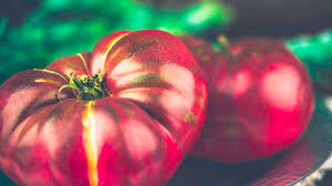 best fertilizer for tomatoes kellogg