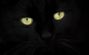 Hd Wallpaper Black Cat Portrait Black