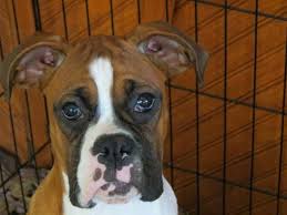 Hello, we have several litters of beautiful akc boxer puppies with great temperament, attitude, looks, & champion blood lines. Beautiful Akc Boxer Puppies For Sale In Allegan Michigan Classified Americanlisted Com