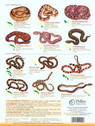 Poisonous Snakes Of Costa Rica Serpientes Venenosas De