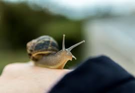 104 pet snail names for any gastropod