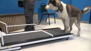 how to train a dog to walk or run on a