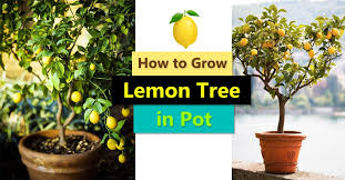 How To Grow A Lemon Tree In Pot Care And Growing