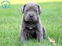 Deposit £500 ( not refundable) they will leave: Sophia Cane Corso Puppy For Sale Keystone Puppies